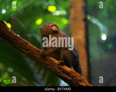 A pygmy marmoset at the Vancouver aquarium. Stock Photo