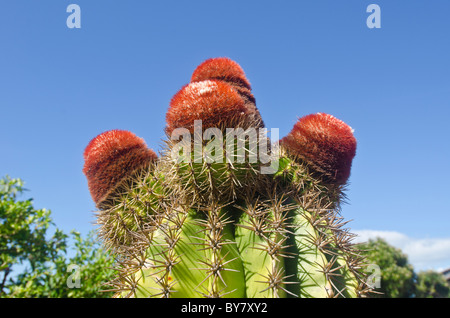 Turks Head Cactus red cap fez barrel shaped cactus native to Turks and  Caicos Islands tci after which the islands are named Stock Photo - Alamy