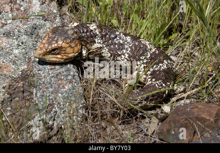 Australian bobtail lizard (Tiliqua rugosa) with it's head resting a a rock, Australia. Stock Photo