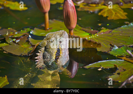 Eastern Water dragon ( (Physignathus lesueurii) with it's head out of the water in a lily pond, New South Wales, Australia. Stock Photo