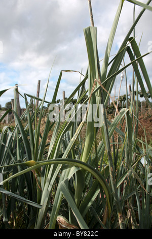 onions growing on an allotment garden in the North of England Stock Photo
