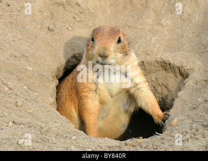 Prairie dog guarding the entrance of the cave. Stock Photo