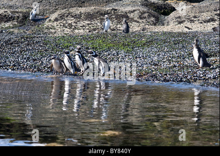 Magellanic Penguin (Spheniscus magellanicus) heading to sea Tuckers Islets Whiteside Canal Tierra del Fuego Patagonia Chile Stock Photo