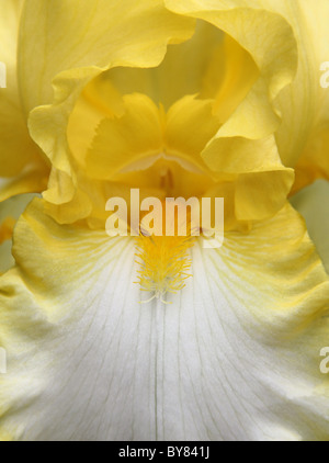 Close view of the iris flower petals from stamens and about. Stock Photo
