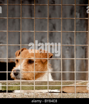 A jack russell terrier dog in a cage waiting for his owner Stock Photo