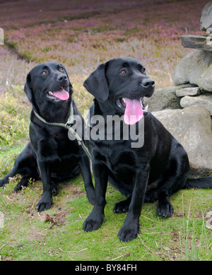 Two Black labradors on a grouse shoot waiting for their owner Stock Photo