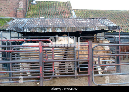 Cattle being numbered before auction. Stock Photo