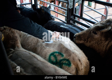 Numbering cattle ready for auction. Stock Photo