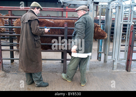 Cattle ready for auction in crusher with market staff. Stock Photo