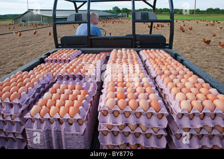 Morning egg collection Free-range Organic Chicken flock Stock Photo