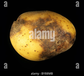 Violet root rot Helicobasidium purpureum external symptoms on a potato ...