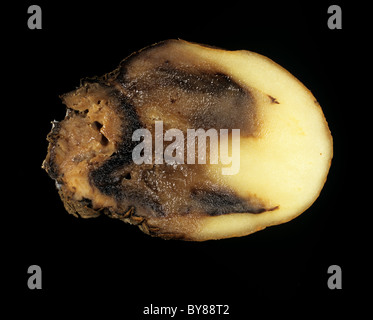 Watery wound rot (Pythium ultimum) shown in a section of a potato tuber Stock Photo