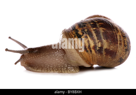 Common Garden Snail Helix aspersa Single adult in studio UK Stock Photo