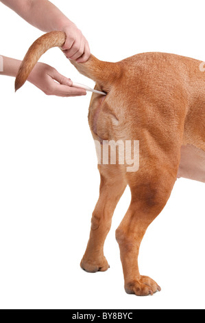 Vetterinarian doctor is checking the temperature of a dog Stock Photo