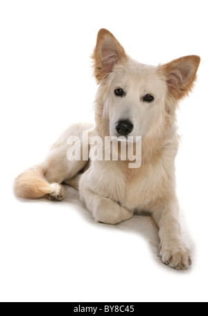 Mongrel dog Single adult lying in studio UK Stock Photo