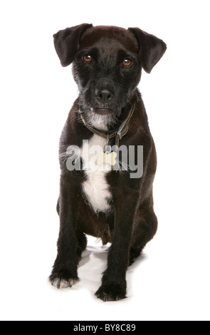 Patterdale terrier Single adult sitting in studio UK Stock Photo