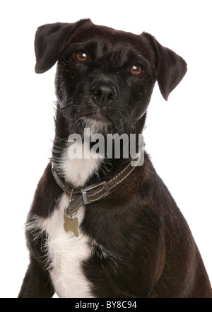 Patterdale terrier Single adult sitting in studio UK Stock Photo