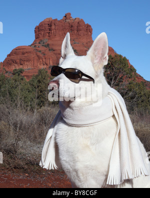 White German Shepherd wearing sunglasses, with Bell Rock in the background Stock Photo