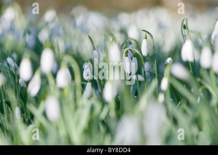 Snowdrop, Galanthus nivalis, flowers on woodland floor. Stock Photo