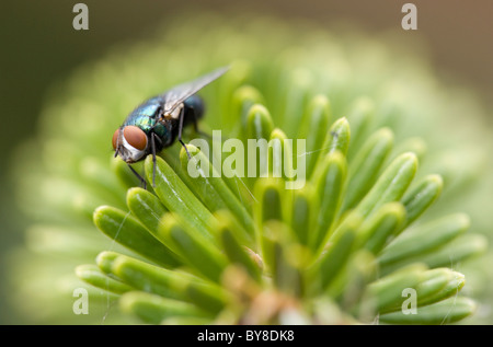 Blue bottle fly Calliphora vomitoria Single adult resting on plant UK Stock Photo