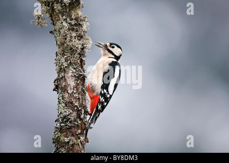 Great spotted woodpecker feeding on a old lichen covered tree Stock Photo