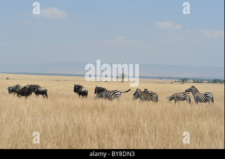 Blue wildebeest (Connochaetes taurinus) & Plains zebra - Burchell's zebra (Equus quagga - ) grazing in the savanna Stock Photo