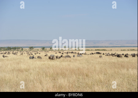Blue wildebeest (Connochaetes taurinus) & Plains zebra - Burchell's zebra (Equus quagga - ) grazing in the savanna Stock Photo