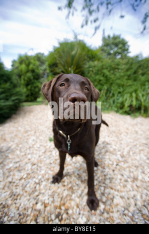 Labrador retriever Single puppy standing in garden UK Stock Photo
