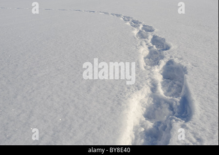 footprints in fresh snow Stock Photo