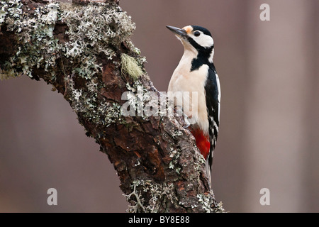 Great spotted woodpecker feeding on an old tree Stock Photo