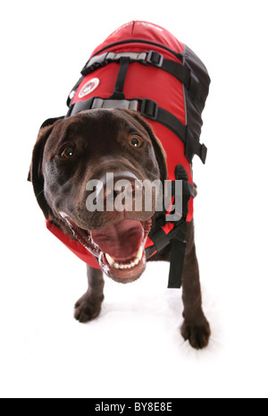 life jacket for labrador retriever