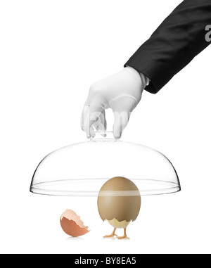 A hand holding a cover over a baby chicken in cracked egg Stock Photo