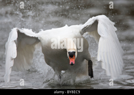 Mute swan taking off from a lake Stock Photo