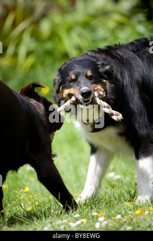 Dogs Playing Border Collie and Brown Labrador playing Portesham, Dorset, UK Stock Photo