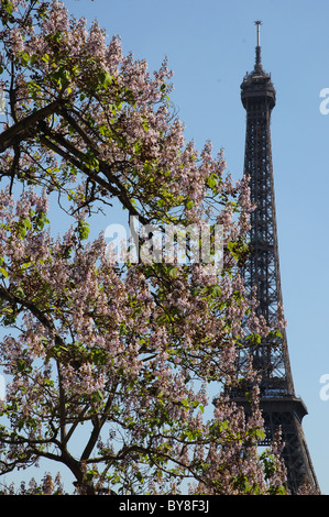 The Eiffel Tower and Trees covered in spring blossom Stock Photo
