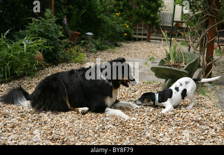 Two dogs playing Single adult border collie and puppy Jack Russell Terrier Garden, UK Stock Photo