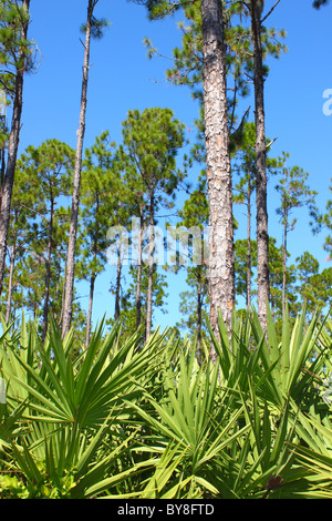 Pine Flatwoods - Florida Stock Photo