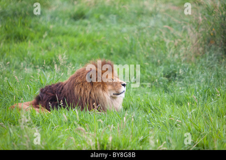 An elderly male lion at the Greater Vancouver Zoo in Aldergrove, BC, Canada. Stock Photo