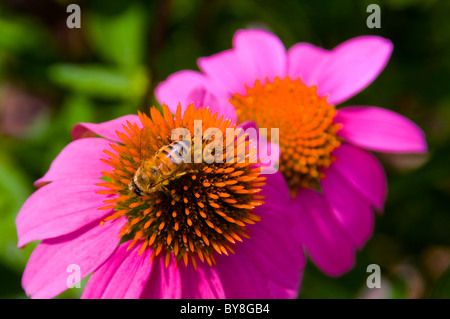 Close up of blooming flowers with honeybees Stock Photo