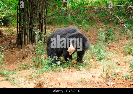 Indian Sloth Bear Stock Photo