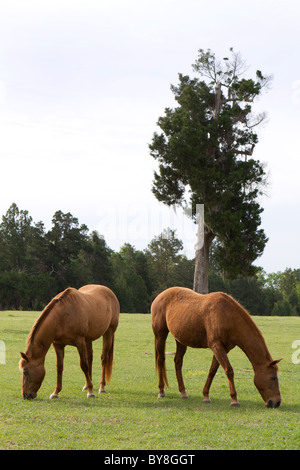Two bay horses graze on grass in a green pasture. Stock Photo