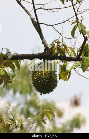 Durian fruit growing on a tree Stock Photo