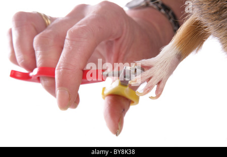 Domestic Guinea Pig Cavia porcellus Portrait of single adult having nails clipped Studio, UK Stock Photo