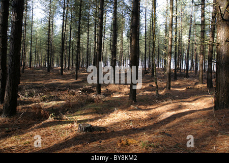 Sunlit woods in the New Forest, Hampshire UK. 2011. Stock Photo