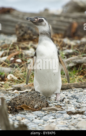 Magellanic penguin (Spheniscus magellanicus) juvenile, standing, Otway Fjord northwest of Punta Arenas Chile South America Stock Photo