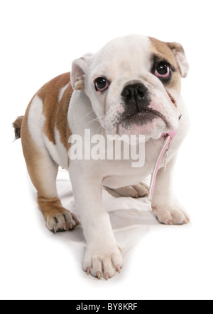 Bulldog Single puppy looking sad Studio, UK Stock Photo
