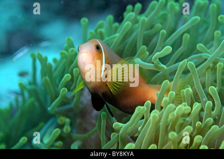 Blackfoot Anemonefish (Amphiprion nigripes) hosted in a magnificent Caribbean Sea sea anemone. Stock Photo