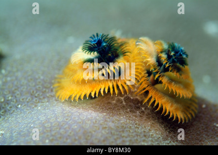 Colorful and spiky Christmas Tree Worm (Spirobranchus giganteus) sits on stony coral, Veligandu, Rasdhoo Atoll, Maldives. Stock Photo
