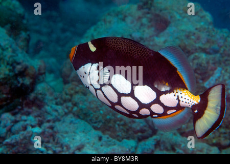 Clown Triggerfish (Balistoides conspicillum) swims in clear tropical waters. Stock Photo