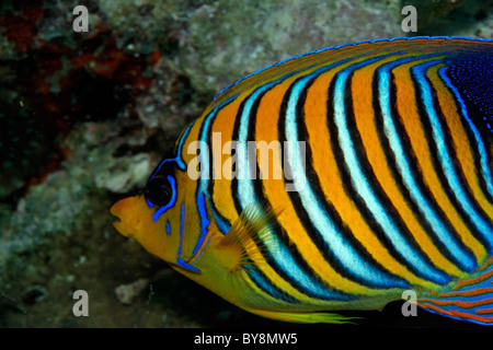 Regal Angelfish - Pygoplites diacanthus - swimming Stock Photo